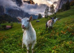 Kozy w dolinie Lauterbrunnen w Alpach Berneńskich w Szwajcarii