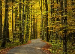 Kręta droga w jesiennym lesie
