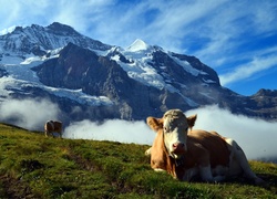 Krowa leżąca na polanie na tle ośnieżonych szwajcarskich Alp we mgle