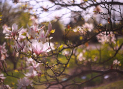 Krzew różowej magnolii w rozmyciu