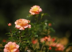 Róża, Kwiaty
