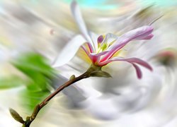 Kwiat, Magnolia, Rozmycie, Grafika
