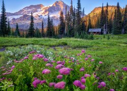 Kwiaty i domek pod lasem na tle gór Mount Rainier