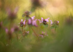 Jasnota purpurowa, Kwiaty, Trawa