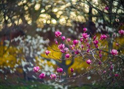 Magnolia, Gałąź, Kwiaty