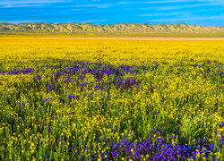 Łąka, Kwiaty, Fioletowe, Żółte, Wzgórza, Góry, Równina Carrizo, Kalifornia, Stany Zjednoczone