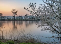 Kwitnące drzewa nad rzeką Mozela