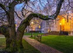 Kwitnące drzewo przed budynkiem Uniwersytetu Quad w Waszyngtonie