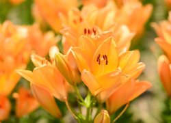 Kwiaty, Lilie, Pomarańczowe