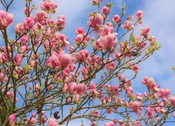Magnolia, Gałązki, Różowe, Kwiaty, Niebo, Wiosna