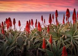 Kwitnący, Aloes, Morze, Zachód słońca