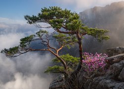 Skały, Mgła, Okwiecony, Krzew, Kwiaty, Drzewo, Sosna, Góry, Korea Południowa