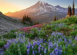 Park Narodowy Mount Rainier, Kwiaty, Łąka, Łubin, Promienie słońca, Góra, Szczyt Mount Rainier, Stan Waszyngton, Stany Zjednoczone
