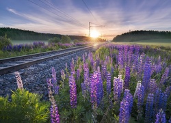 Kwitnący łubin przy torach kolejowych na fińskiej prowińcji