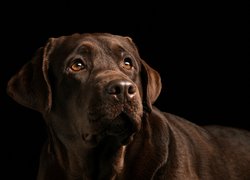 Pies, Brązowy, Labrador retriever