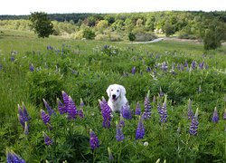 Pies, Biały, Labrador retriever, Łąka, Łubin, Drzewa