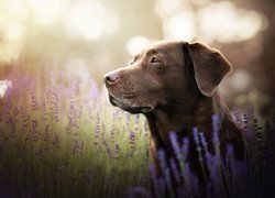 Labrador retriever w kwiatach lawendy