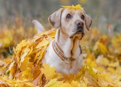 Pies, Labrador retriever, Żółte, Liście