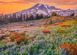 Park Narodowy Mount Rainier, Góry, Stratowulkan Mount Rainier, Drzewa, Łąka, Kwiaty, Chmury, Stan Waszyngton, Stany Zjednoczone