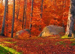 Las, Drzewa, Liście, Jesień, Głazy, Kamienie