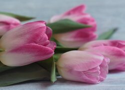 Kwiaty, Różowo-białe, Tulipany