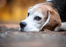 Leżący beagle