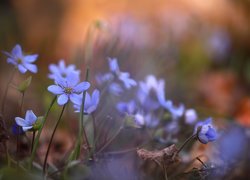 Niebieskie, Wiosenne, Przylaszczki, Kwiaty
