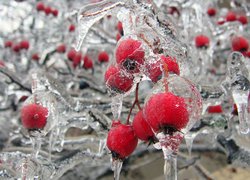 Lód na owocach dzikiej róży