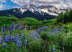 Kwiaty, Łubin, Drzewa, Góry, Pasmo, Stormy Sneffels, Kolorado, Stany Zjednoczone
