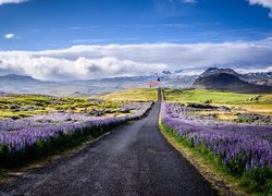 Droga, Chmury, Kwiaty, Łubin, Góry, Kościół, Półwysep Snaefellsnes, Islandia