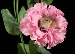 Mała myszka w kwiatku na czarnym tle