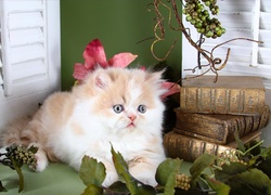 Mały kot perski leży obok książek