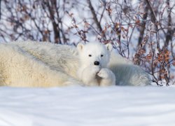 Mały niedźwiadek polarny przy matce