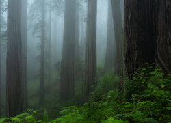 Mgła w lesie iglastym