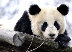 Miś panda odpoczywa na konarze drzewa
