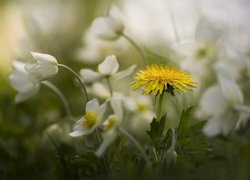 Mniszek pospolity i białe kwiaty