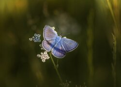 Motyl, Niebieski, Modraszek ikar
