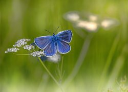 Motyl, Modraszek ikar, Kwiatek
