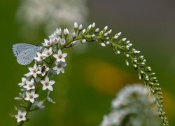 Kwiaty, Motyl, Modraszek wieszczek