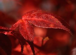 Mokry czerwony liść w makro
