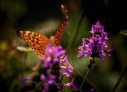 Motyl, Dostojka, Fioletowe, Kwiaty