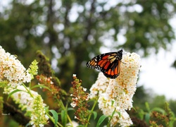 Motyl monarch przysiadł na budlei