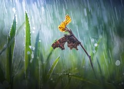 Motyl w deszczu na gałązce