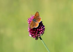 Motyl, Skrzydła, Kwiat