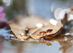 Mrówka na liściu w wodzie