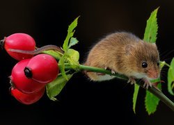 Myszka, Gałązka, Dzika róża, Owoce
