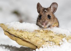 Myszka, Drewienko, Śnieg, Zima