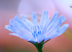 Cykoria, Niebieski, Kwiat