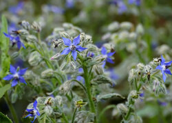 Niebieskie kwiaty ogórecznika