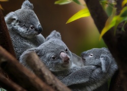 Niedźwiadki, Koala, Gałęzie, Liście